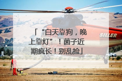 “白天靠狗，晚上靠灯”！菌子近期疯长！别乱捡
