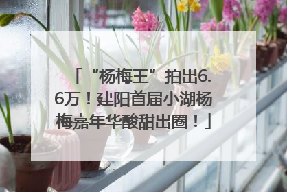 “杨梅王”拍出6.6万！建阳首届小湖杨梅嘉年华酸甜出圈！