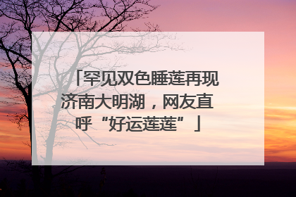 罕见双色睡莲再现济南大明湖，网友直呼“好运莲莲”