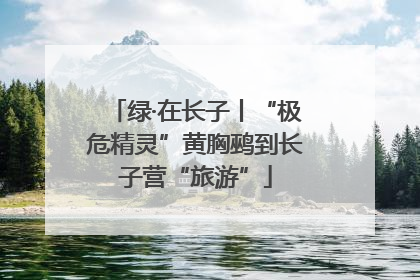 绿·在长子丨“极危精灵”黄胸鹀到长子营“旅游”