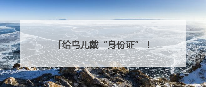 给鸟儿戴“身份证”！25年，他们守护73余万只鸟类迁徙密码