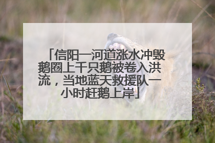 信阳一河道涨水冲毁鹅圈上千只鹅被卷入洪流，当地蓝天救援队一小时赶鹅上岸