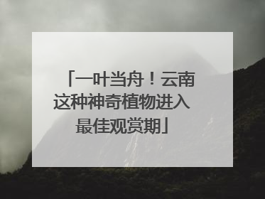 一叶当舟！云南这种神奇植物进入最佳观赏期