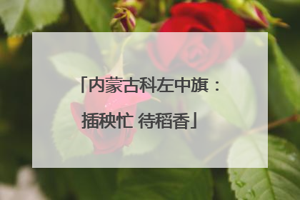 内蒙古科左中旗：插秧忙 待稻香