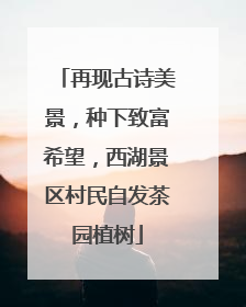 再现古诗美景，种下致富希望，西湖景区村民自发茶园植树
