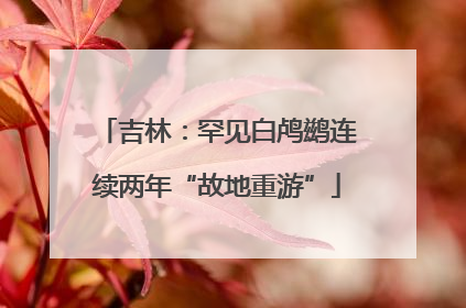 吉林：罕见白鸬鹚连续两年“故地重游”