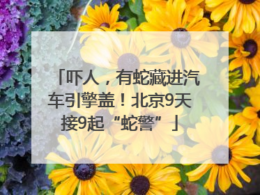吓人，有蛇藏进汽车引擎盖！北京9天接9起“蛇警”