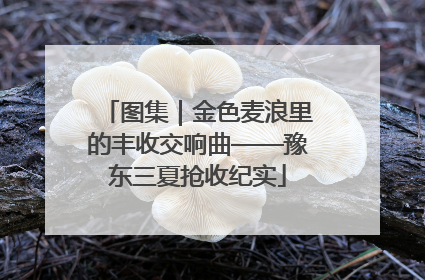 图集｜金色麦浪里的丰收交响曲——豫东三夏抢收纪实