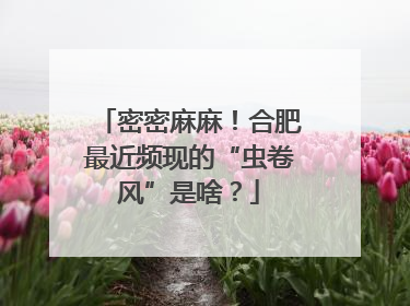 密密麻麻！合肥最近频现的“虫卷风”是啥？