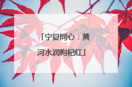 宁夏同心：黄河水润枸杞红