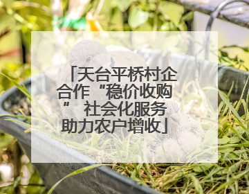 天台平桥村企合作“稳价收购” 社会化服务助力农户增收