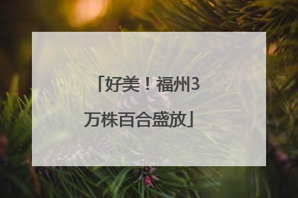好美！福州3万株百合盛放