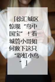 徐汇城区惊现“鸟中国宝”！看城管小哥如何救下这只“彩虹小鸟”