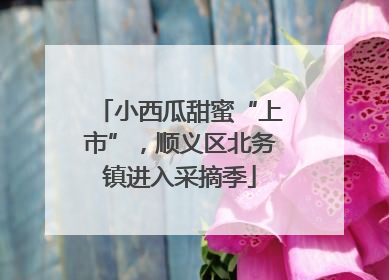 小西瓜甜蜜“上市”，顺义区北务镇进入采摘季