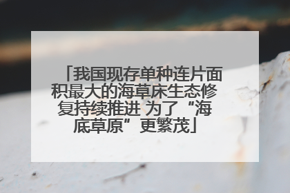 我国现存单种连片面积最大的海草床生态修复持续推进 为了“海底草原”更繁茂