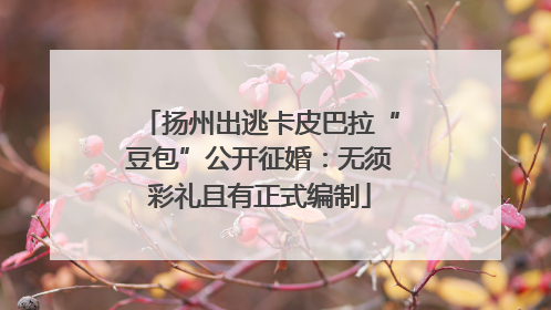 扬州出逃卡皮巴拉“豆包”公开征婚：无须彩礼且有正式编制