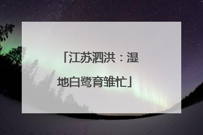 江苏泗洪：湿地白鹭育雏忙