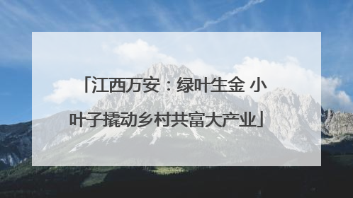 江西万安：绿叶生金 小叶子撬动乡村共富大产业