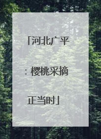 河北广平：樱桃采摘正当时