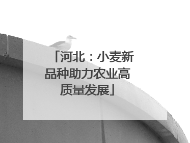 河北：小麦新品种助力农业高质量发展