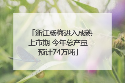 浙江杨梅进入成熟上市期 今年总产量预计74万吨