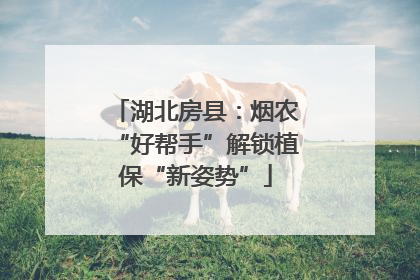 湖北房县：烟农“好帮手”解锁植保“新姿势”
