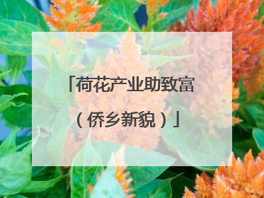 荷花产业助致富（侨乡新貌）