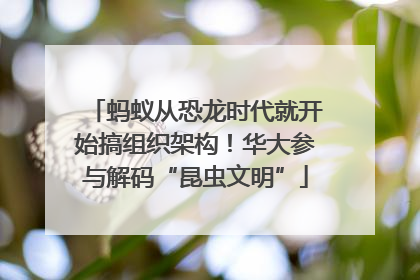 蚂蚁从恐龙时代就开始搞组织架构！华大参与解码“昆虫文明”