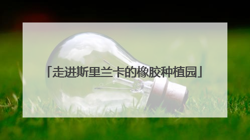 走进斯里兰卡的橡胶种植园