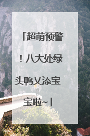 超萌预警！八大处绿头鸭又添宝宝啦~