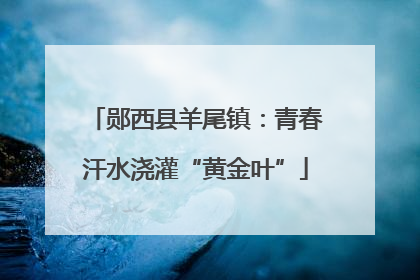 郧西县羊尾镇：青春汗水浇灌“黄金叶”