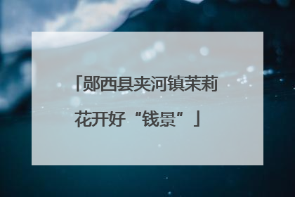 郧西县夹河镇茉莉花开好“钱景”