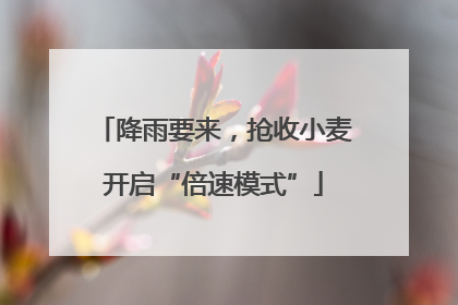 降雨要来，抢收小麦开启“倍速模式”