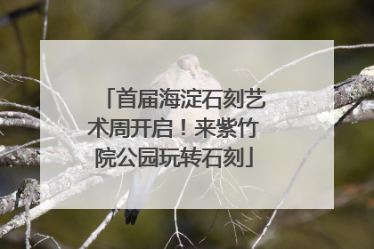 首届海淀石刻艺术周开启！来紫竹院公园玩转石刻