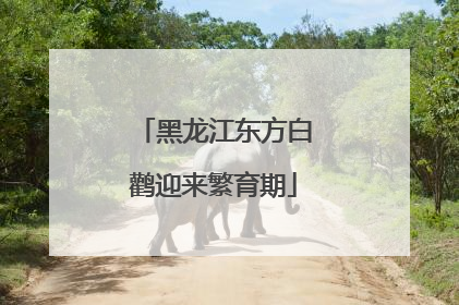 黑龙江东方白鹳迎来繁育期